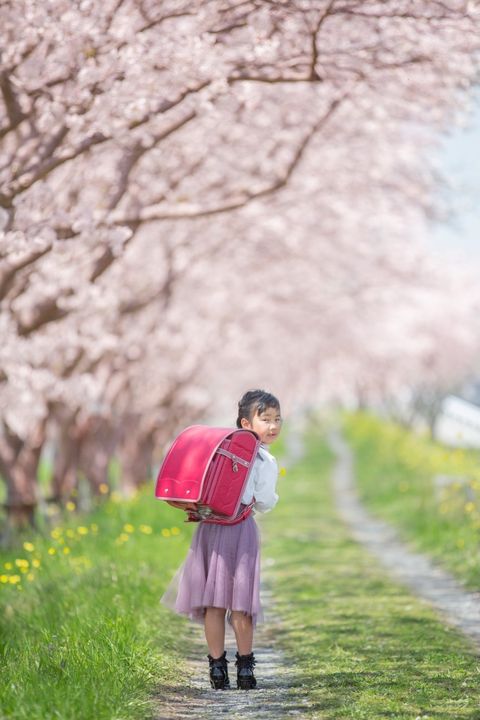 【ひまりさん　小学1年生】桜と緑とランドセル。こだわりからくる美しさを感じます。
